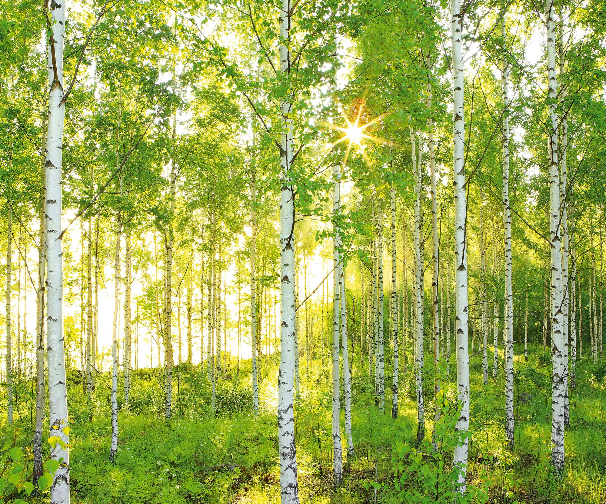 Komar Vlies Fototapete SUNDAY | 300 x 250 cm | Tapete, Wand Dekoration, Birkenwald, Wald, Natur, Landschaft, Schlafzimmer, Wohnzimmer | 519-DV3