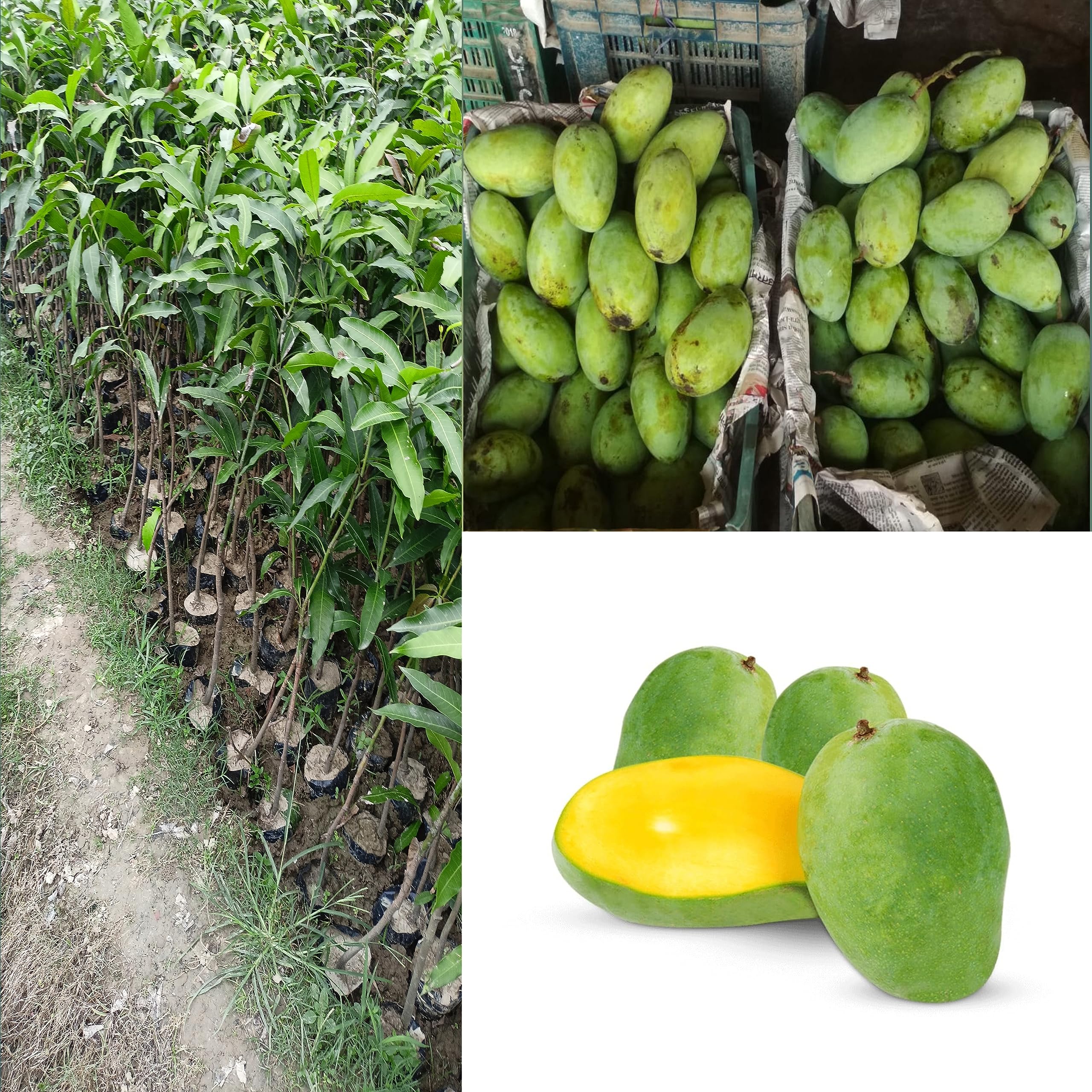Dejestqoo Chausa Mango Plant (Grafted Plant Height 2-3 Feet) Hybrid 1 Healthy Live Frout Plant For Home Garden Fruit After 2-3 Years Grafted Mango Tree (B0CC9ZG5XK) Amazon Price History, Amazon Price Tracker