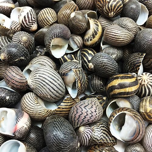 Miniatura 2 de PEPPERLONELY 100 piezas de conchas marinas de Nerite Zig Zag, 12 pulgada  34 pulgadas