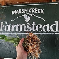 Vista 2 de Corte de corona de una pieza - Consuelda- 1 pc por Marsh Creek Farmstead