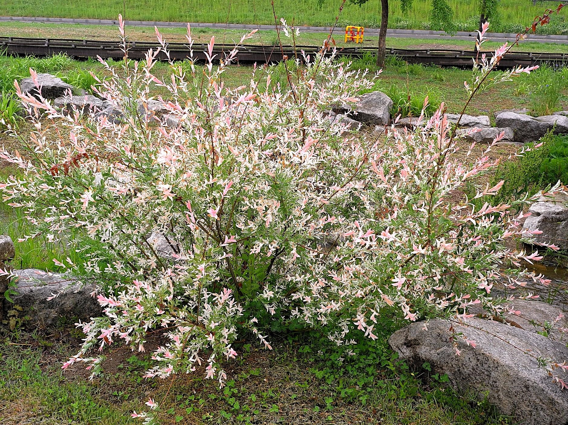 Greenwood Nursery: Live Shrub Plants - 'Hakuro-Nishiki' Japanese Dappled Willow + Salix Integra - [Qty: 3X Quart Pot] - (Click for Other Available Plants/Quantities)