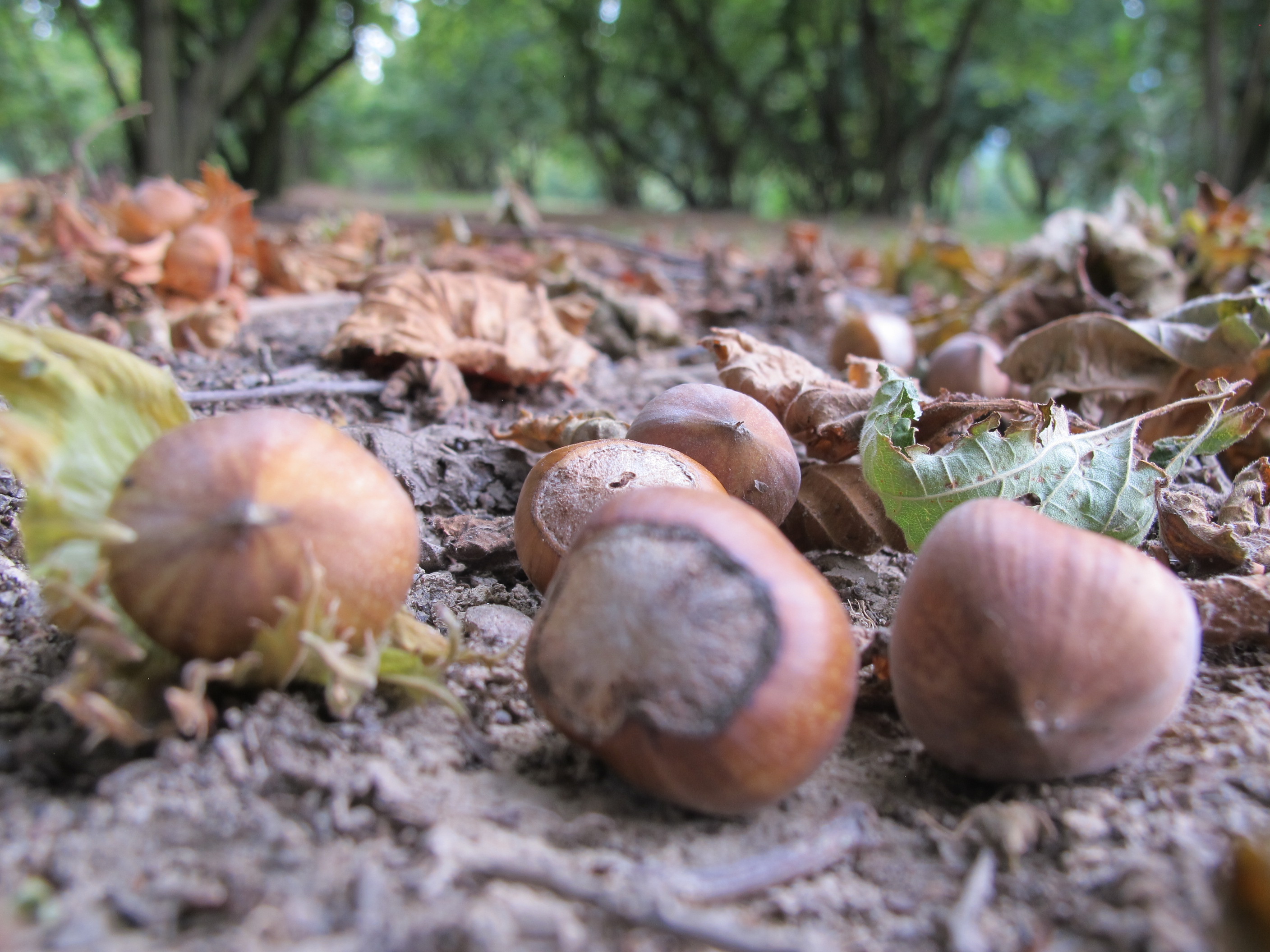 Amazon.com : Alta Langa Hazelnuts - Terra delle Nocciole