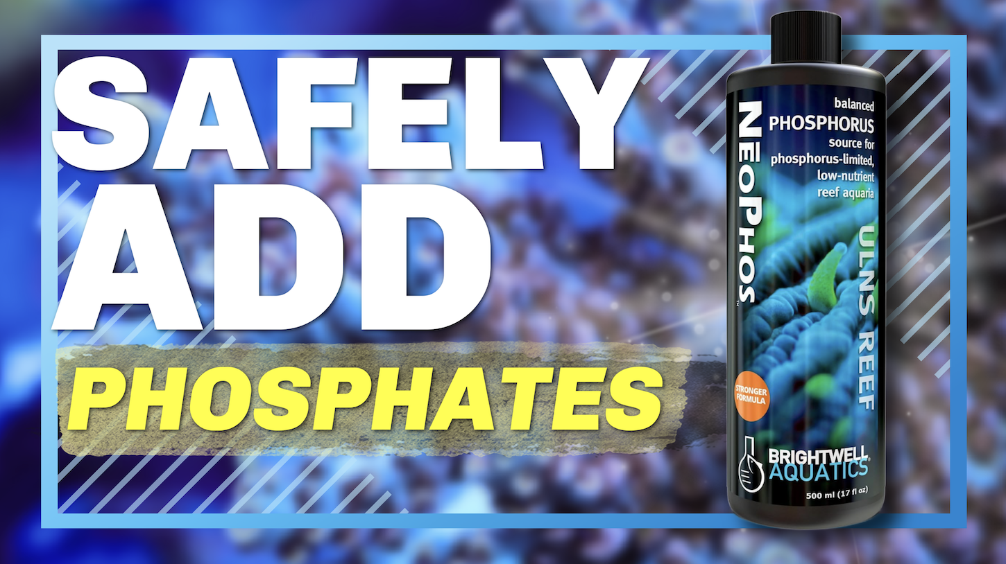 Amazon.com : Brightwell Aquatics NēoPhos Phosphorus Supplement for