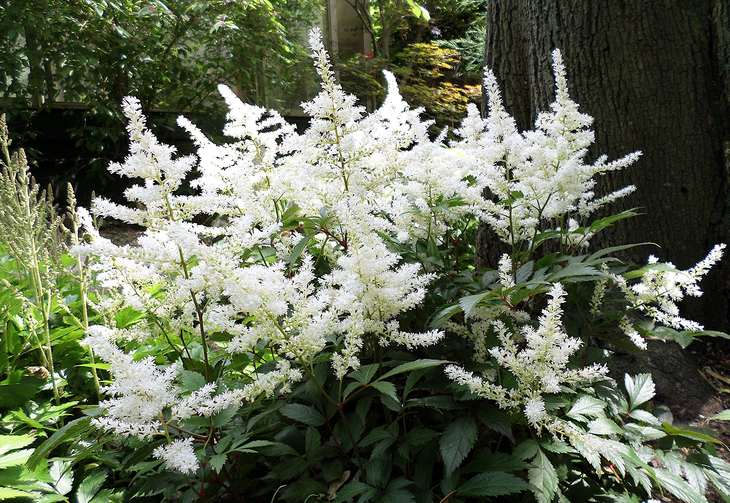 Stauden Gänge 10 x Astilbe arendsii 'Deutschland' Prachtspiere winterhart | Prachtspiere / Astilbe – winterharte Schattenstaude mit Blütenrispen, mehrjährig, bienenfreundlich, 9x9 cm Topf