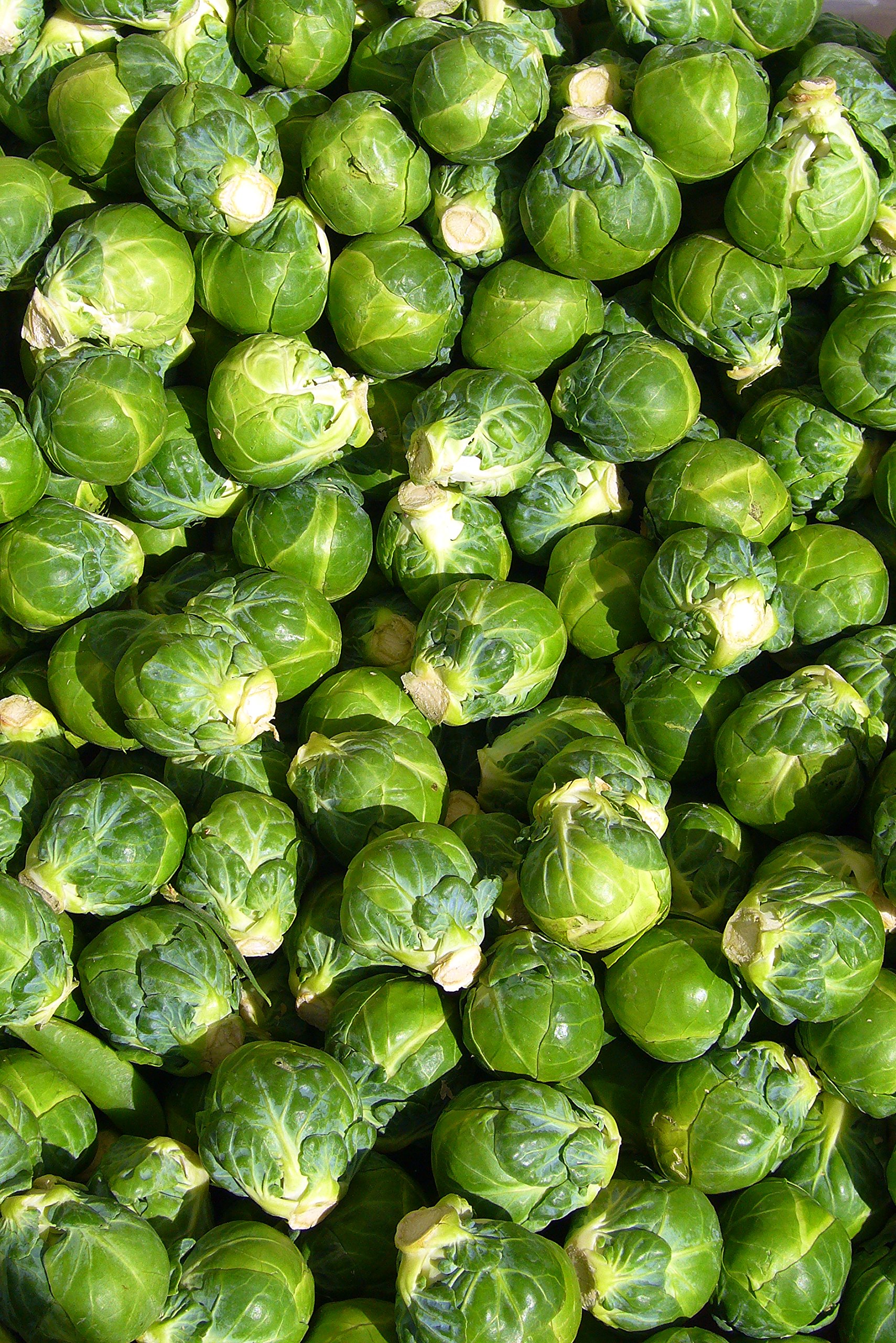 U-GROW INDIA F1 HYBRID BRUSSEL SPROUTS SEEDS (50 SEEDS/PACKET) (B091Q23YCZ) Amazon Price History, Amazon Price Tracker