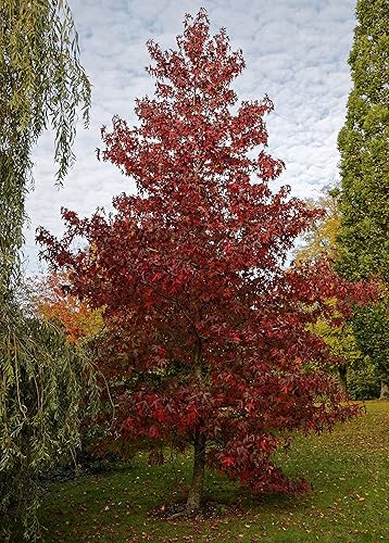 Miniatura 4 de Arce Rojo  Kit de cultivo de semillas de árbol  The Jonsteen Company