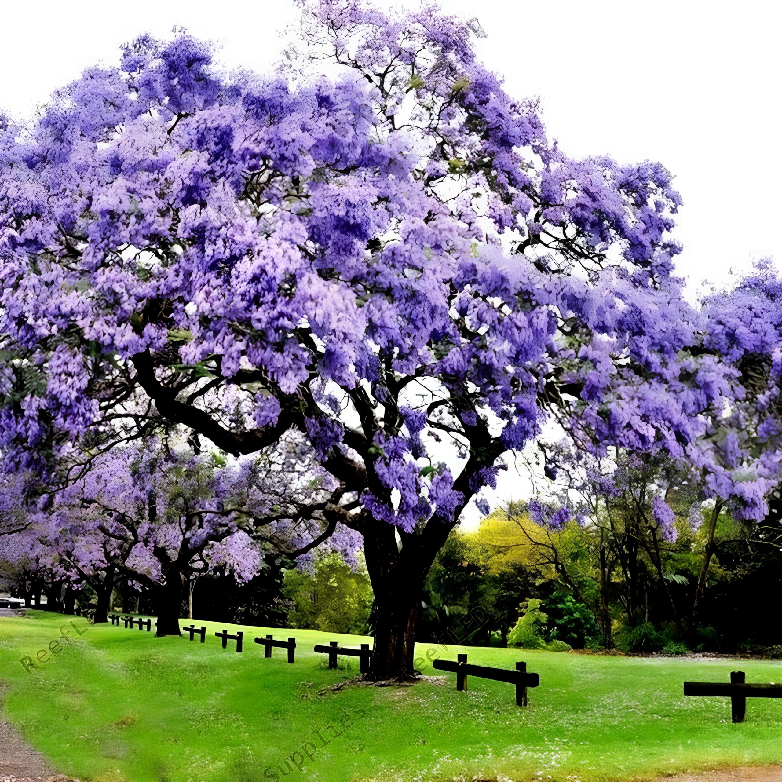 50+ Seeds- Empress Tree Seeds (Paulownia Tomentosa)- Exotic Tree Seeds For Home Garden - Image 3 thumbnail