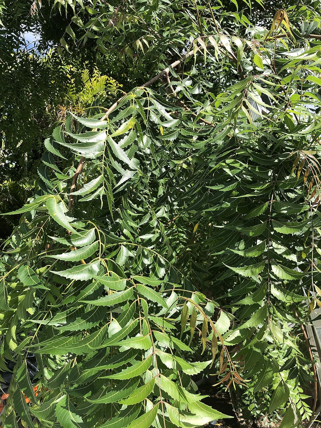 Fresh Neem Leaves and Chewing Sticks (Margosa or