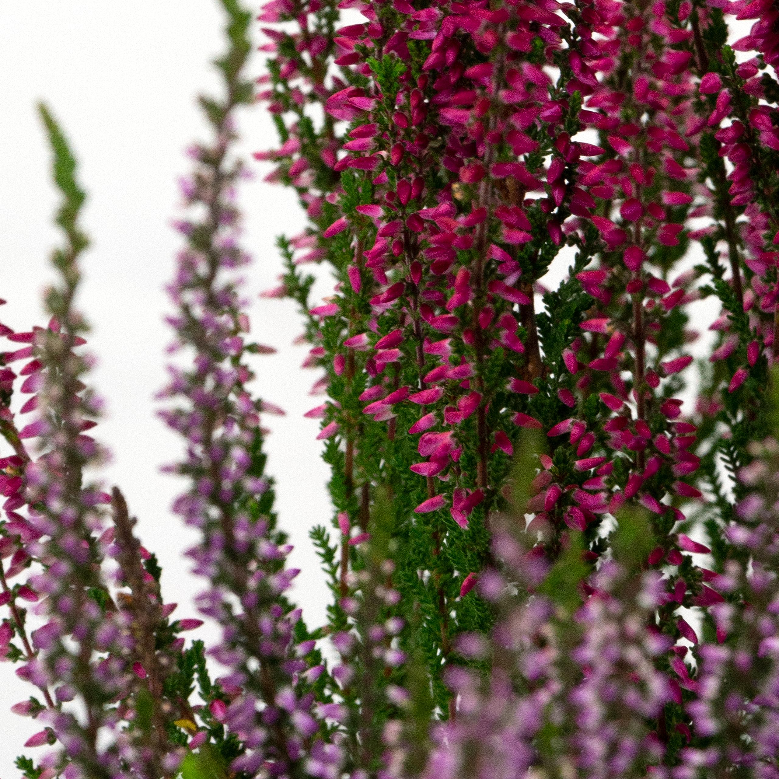 Erica Brugo Calluna Vulgaris Piante in vaso – Resistente – Miscela di colori (30 pezzi/5 colori)