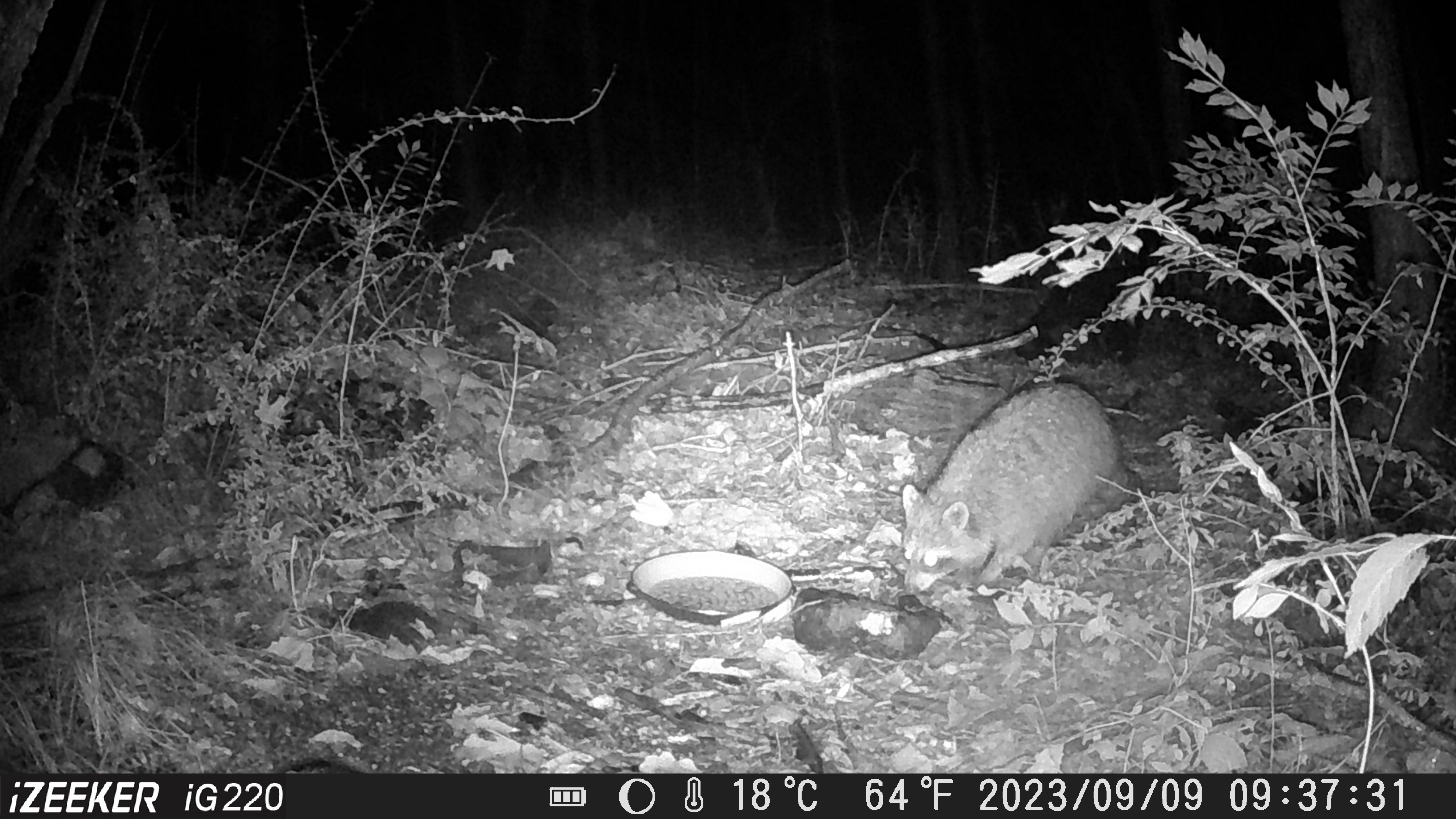 Wildcamera op zonne-energie, 32 MP, 1080p, 0,1 seconde, snelle Wildcamera op zonne-energie, 32 MP, 1080p, 0,1 seconde, snelle