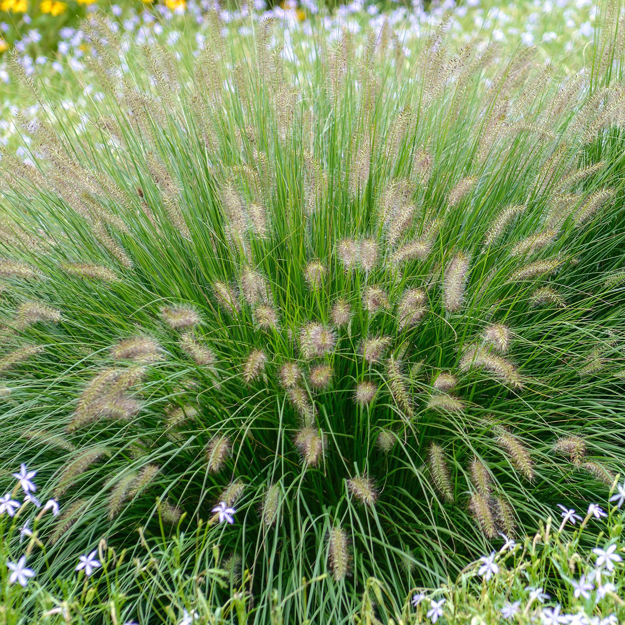 Pennisetum Alopecuroides 'Hameln Gold' - Ornamental Grass Garden Plant in Pot (2 Litre Pot, 30-40cm)