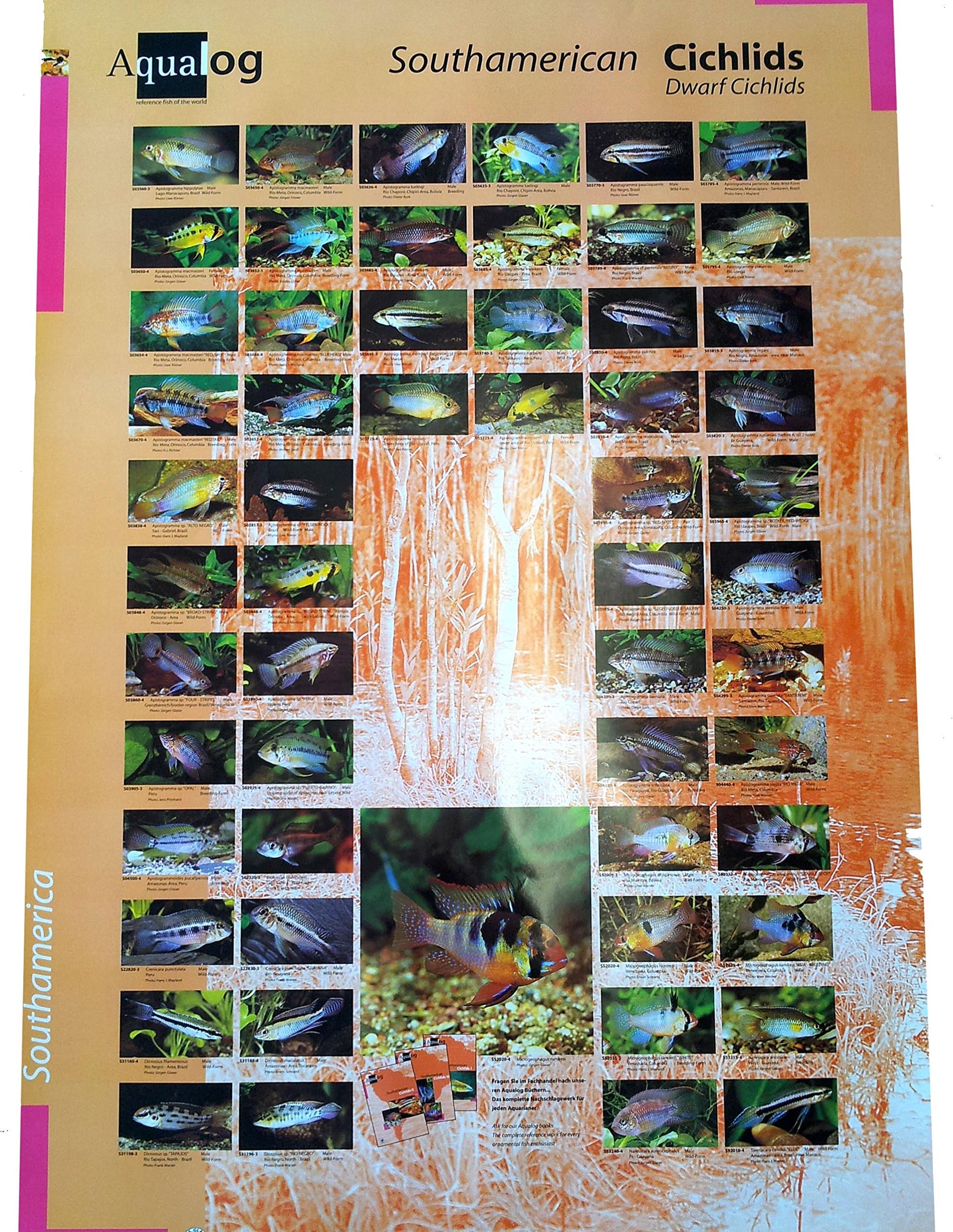 AQUALOG: Poster Dwarf Cichlids 2 (Apistogramma + Other Dwarf Cichlids)