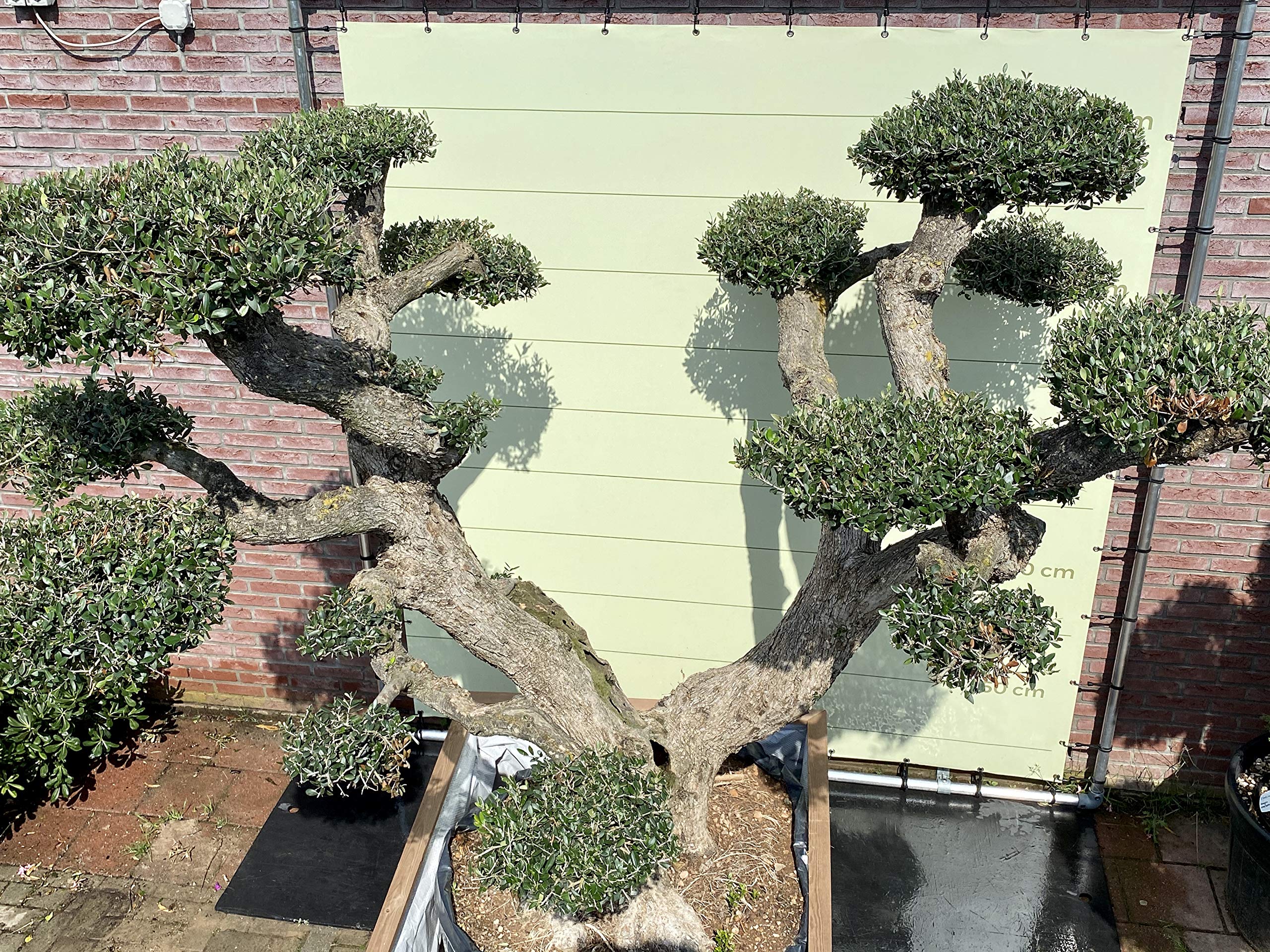 Tropictrees Olivier Pon Pon - XXXL - Dans un seau en bois - Hauteur 270 cm - A+