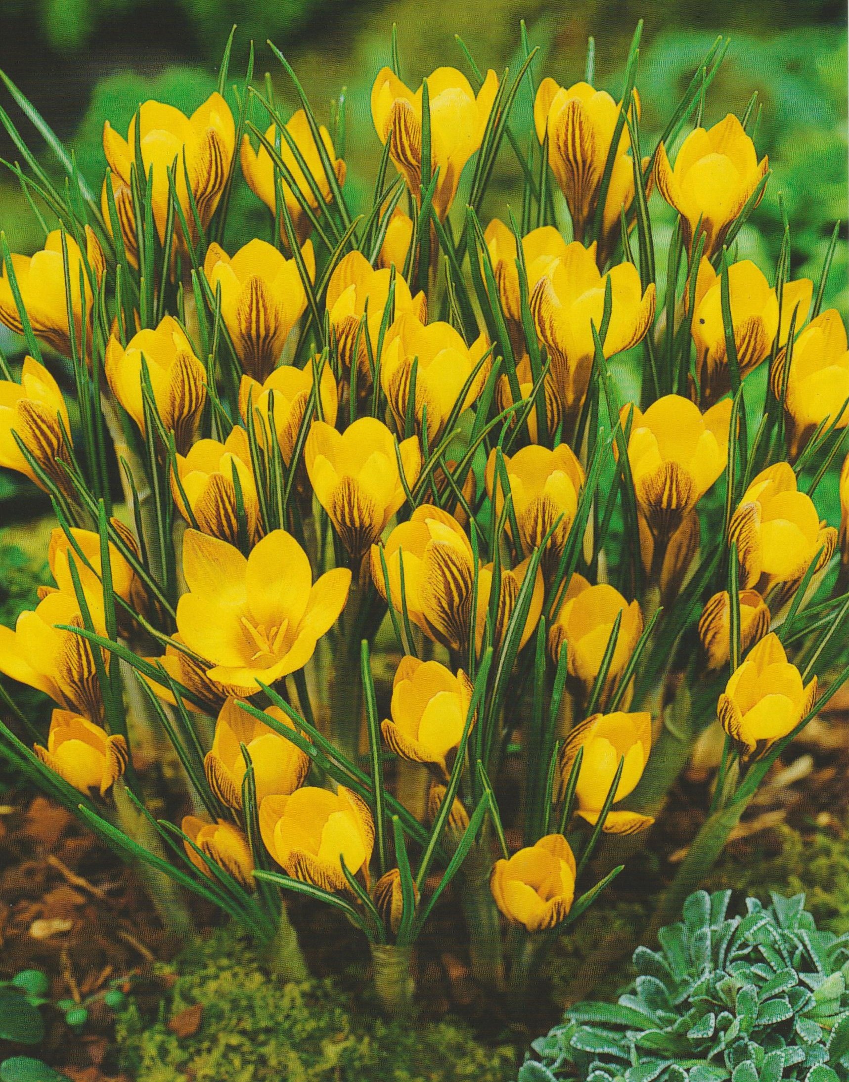 500 Botanische Krokusse Dorothy Blumenzwiebeln Crocus