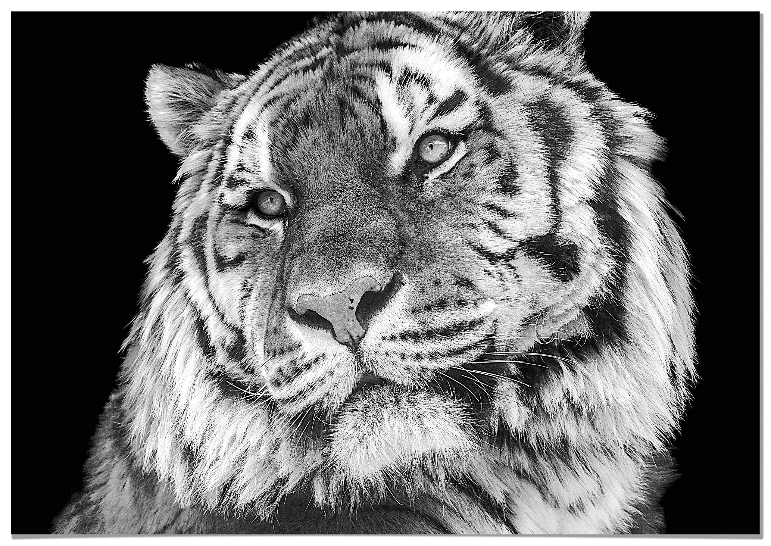 Panorama Lienzo Tigre 30x21cm - Bastidor Incluido - Cuadros Decorativos para Salón - Decoración Moderna