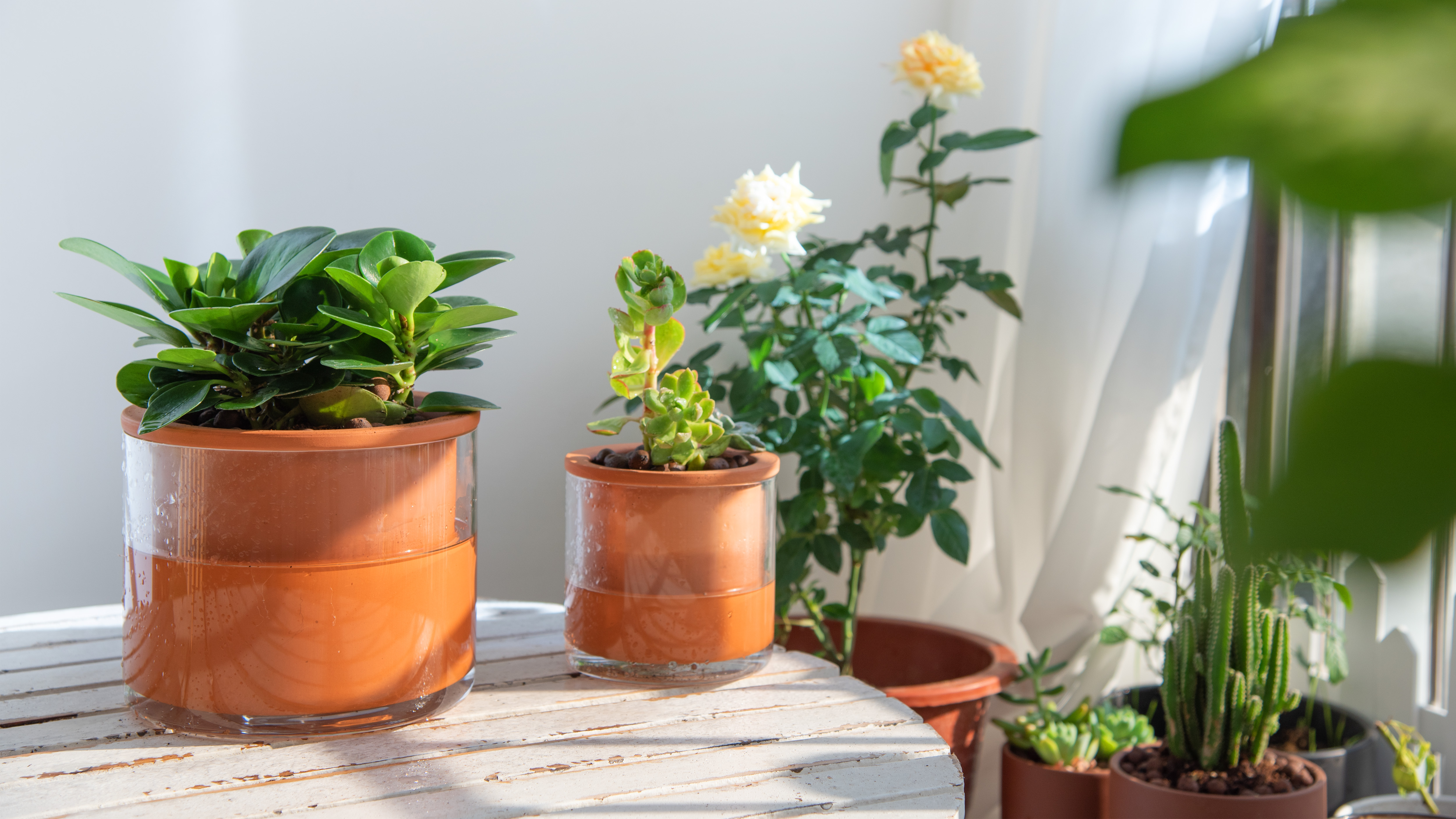 Amazon.com : Phoenix Vine 6 Inch Self Watering Plants Pot, Design