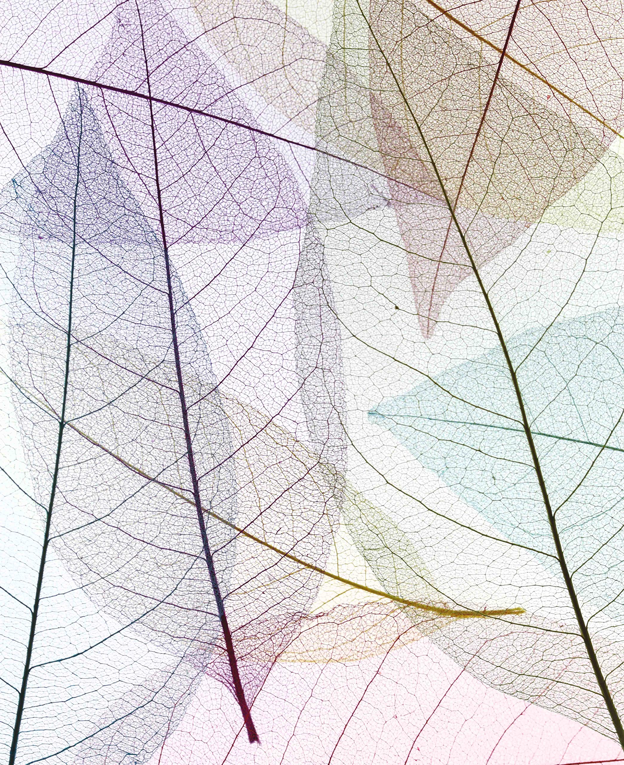 Estoralis Flores y Plantas | Estor Enrollable Diseño Moderno | Translúcido Estampado Digital | Modelo F-3132 | 150 x 180 cm (Ancho/Alto) Tamaño Tela 147 x 175 cm | Estores para Ventanas y Puertas