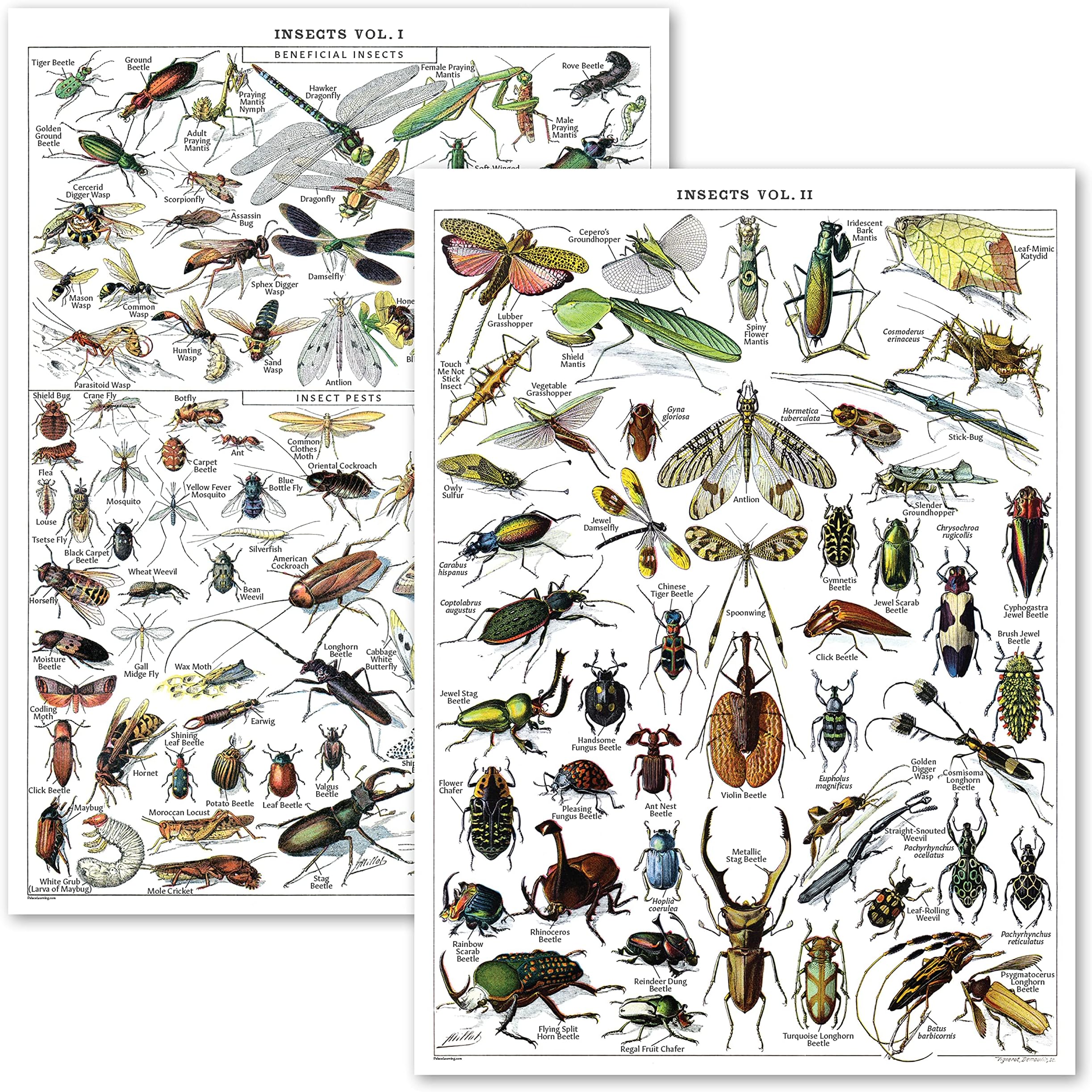 Palace Learning Vintage Insect Poster Print - Entomology Identification Reference Chart Volume 1 & 2 (LAMINATED, 18" x 24")