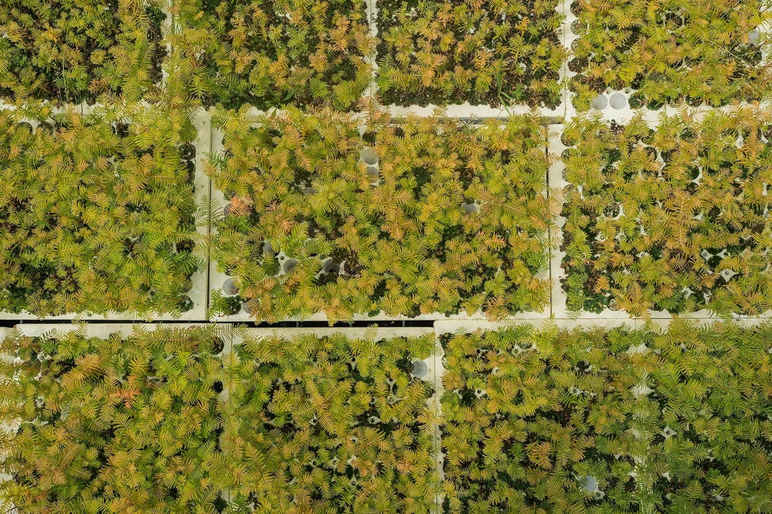 Dawn Redwood | Lot of 30 Tree Seedlings | The Jonsteen Company