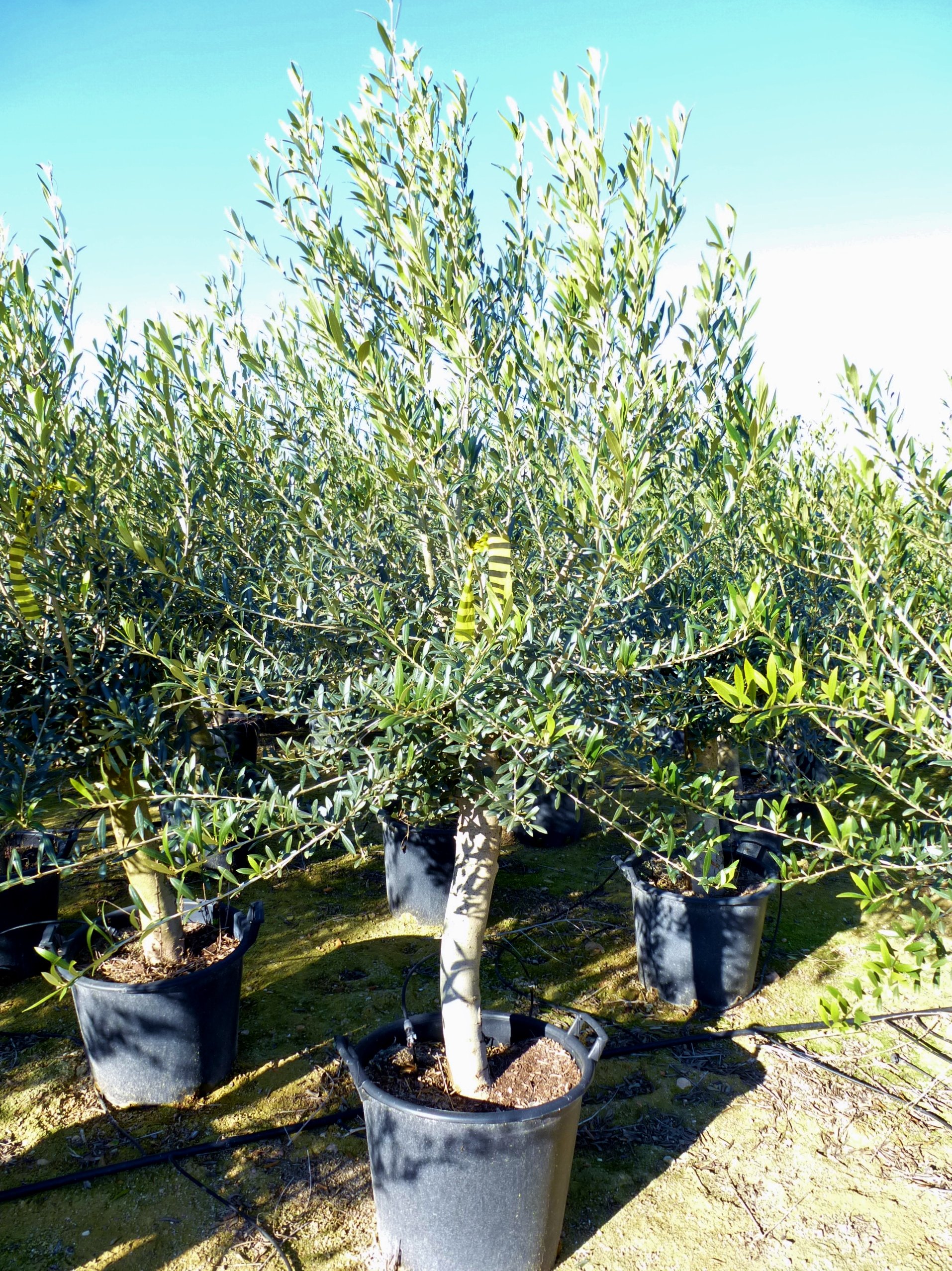 Palmenlager] - Olivenbaum Olea europea - 180 cm - dicker Stamm 20 cm Umfang  - Pot 30 ltr. : Amazon.de: Garten