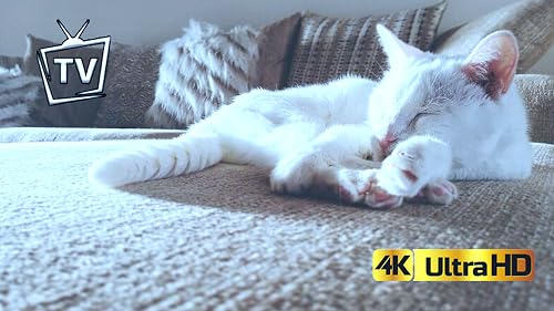 Cat Serenade - Soothing Music for Relaxation, Anxiety Relief & Sleep For Tablets And Fire TV – vue 9