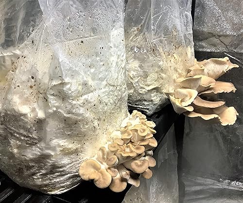 Miniatura 4 de Pellets de cáscara de soja orgánica de 25 libras | Cultivo de hongos | Haz tu propio sustrato | Cultivo de hongos