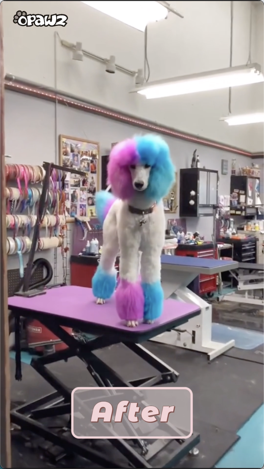 Dog Hair Dye, Permanent CRAZY LIBERTY Dog Hair Dye