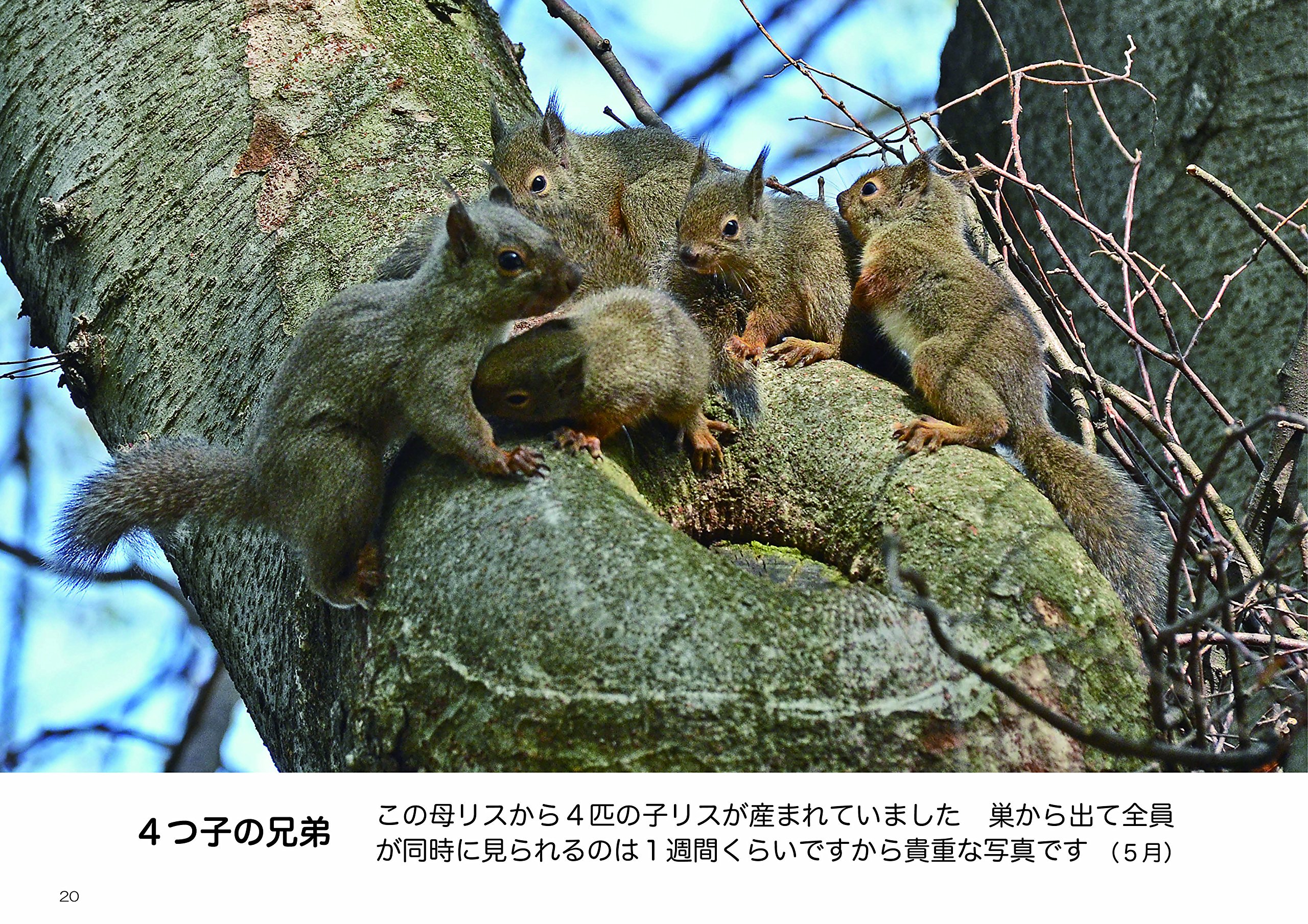 子リスの学校 森の中 ニホンリス 野生の一瞬 写真集 永田 博 本 通販 Amazon