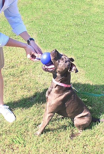 Miniatura 9 de Jolly Pets Tug-n-Toss - Pelota de juguete resistente para perros con asa, 4 pulgadas/pequeña, color rojo Azul,Púrpura,Rojo