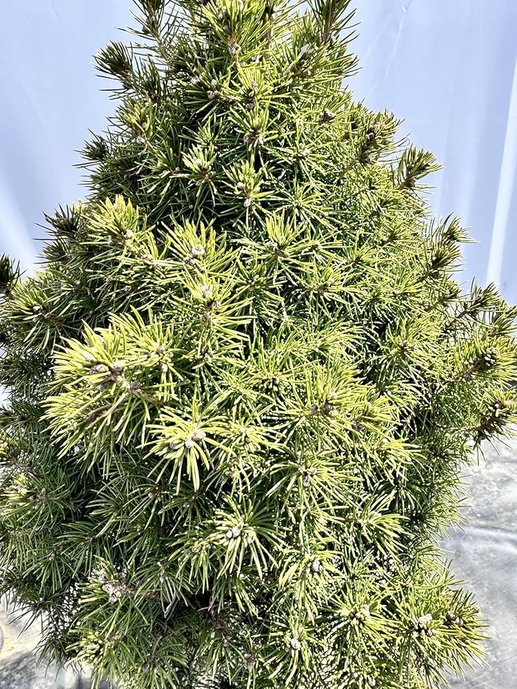 Amazon.co.jp: 『植木/庭木/苗木』アルバーティアナコニカ/大株【現品 Amazon.co.jp: 『植木/庭木/苗木』アルバーティアナコニカ/大株【現品