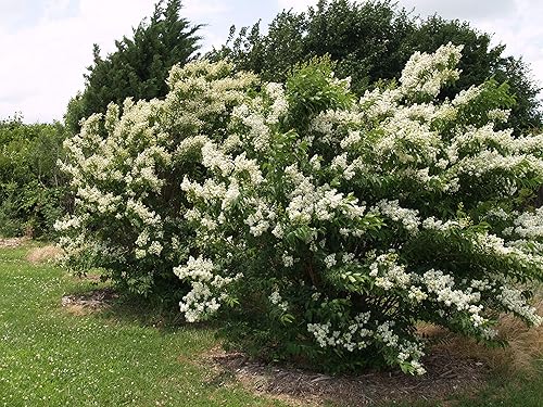 Miniatura 2 de Mirto grande Kiowa Crape, madura de 6 a 8 pies, racimos de flores de color blanco puro brillante, crece denso y grueso, perfecto para un seto de