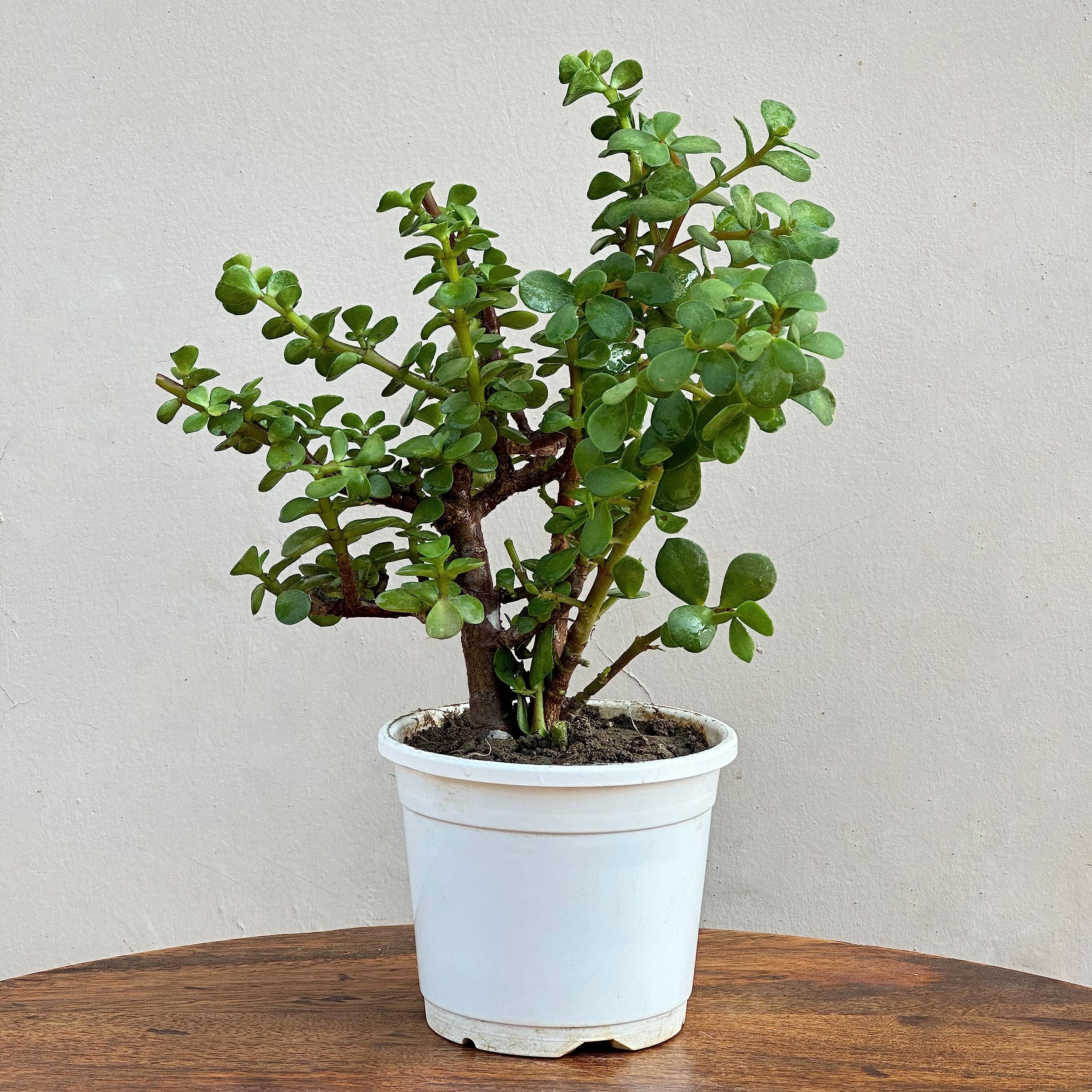 See full amazon price history chart for UNLIMITED GREENS Jade Plant with Pot (Good Luck Plant), Outdoor Plant for Home and Garden, Size of Pot Diameter 4 Inch X Depth 4 Inch UNLIMITED GREENS Jade Plant with Pot (Good Luck Plant), Outdoor Plant for Home and Garden, Size of Pot Diameter 4 Inch X Depth 4 Inch (B0C7FSLRW1) Amazon Price History, Amazon Price Tracker