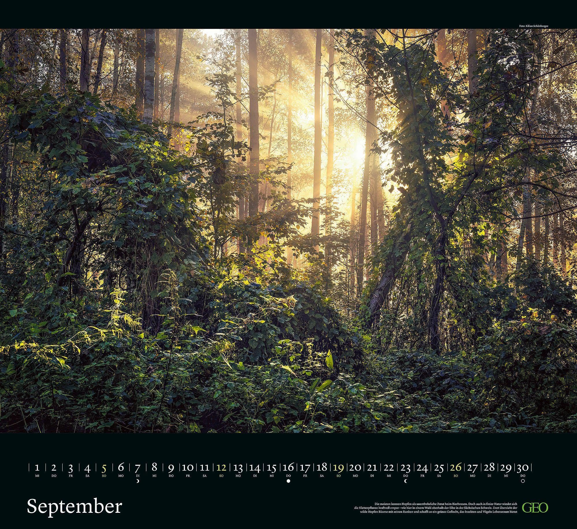GEO Kalender: Sehnsucht Wald 2027: Wandkalender 60x55 cm mit 12 stimmungsvollen Waldfotografien, deutschem Kalendarium und Spiralbindung
