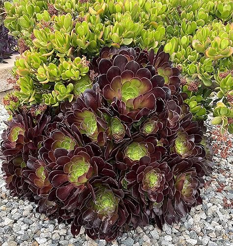 Miniatura 2 de 4 Cuttings Black Rose Aeonium Arboreum Zwartkop Succulent Cactus Plants Gift