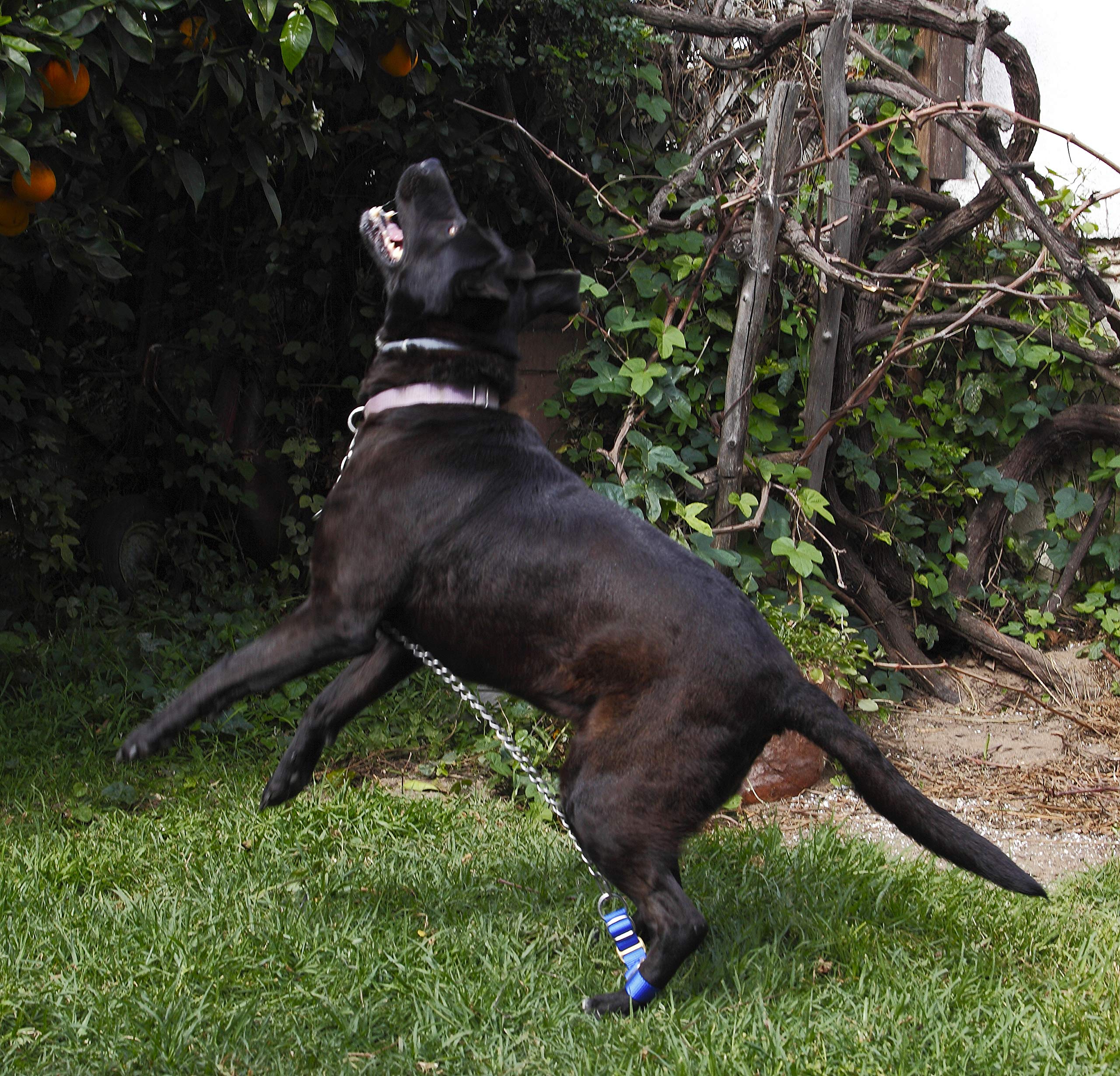 dog restraint harness