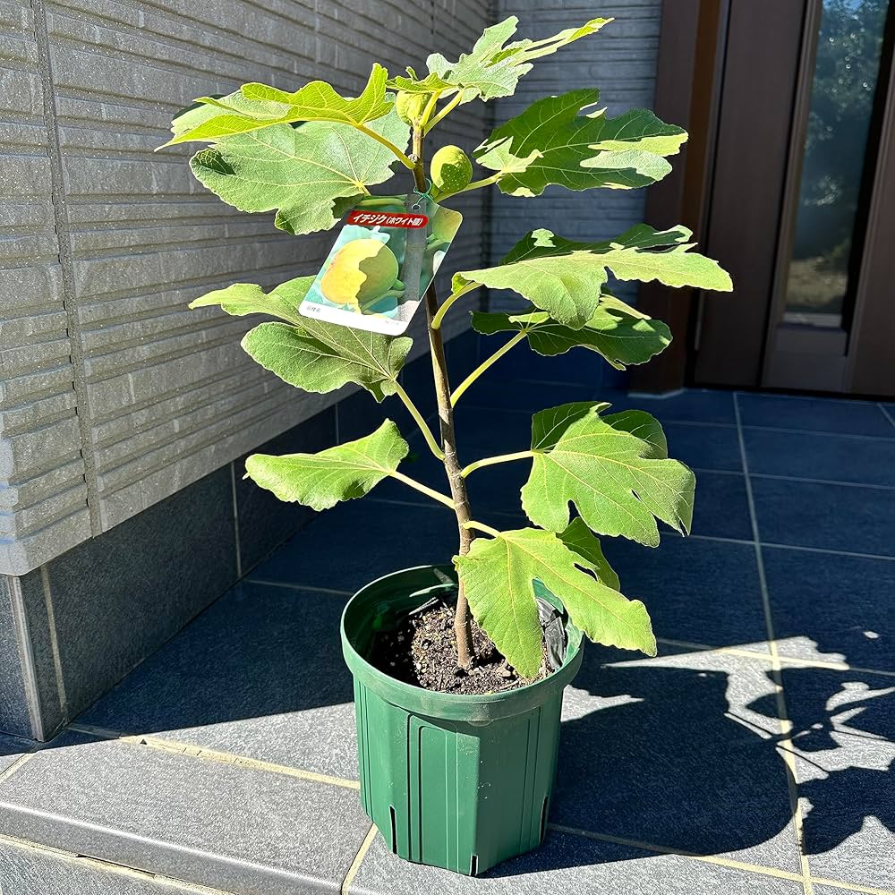 イチジクの木 Amazon.co.jp: 苗/苗木 【5本セット】 イチジク・ホワイトゼノア