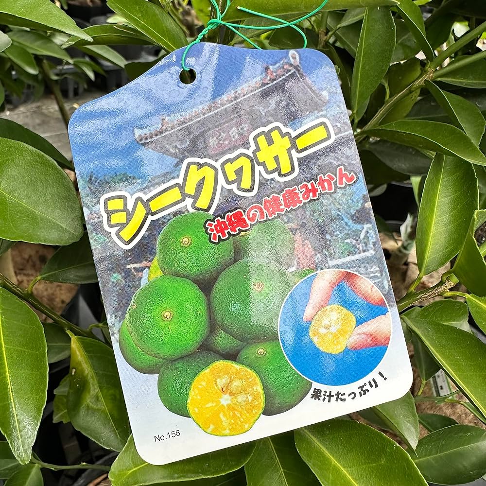 シークワーサー&こぶみかん２点セット シークワーサー&こぶみかん2点セット シークヮーサーの清涼飲料