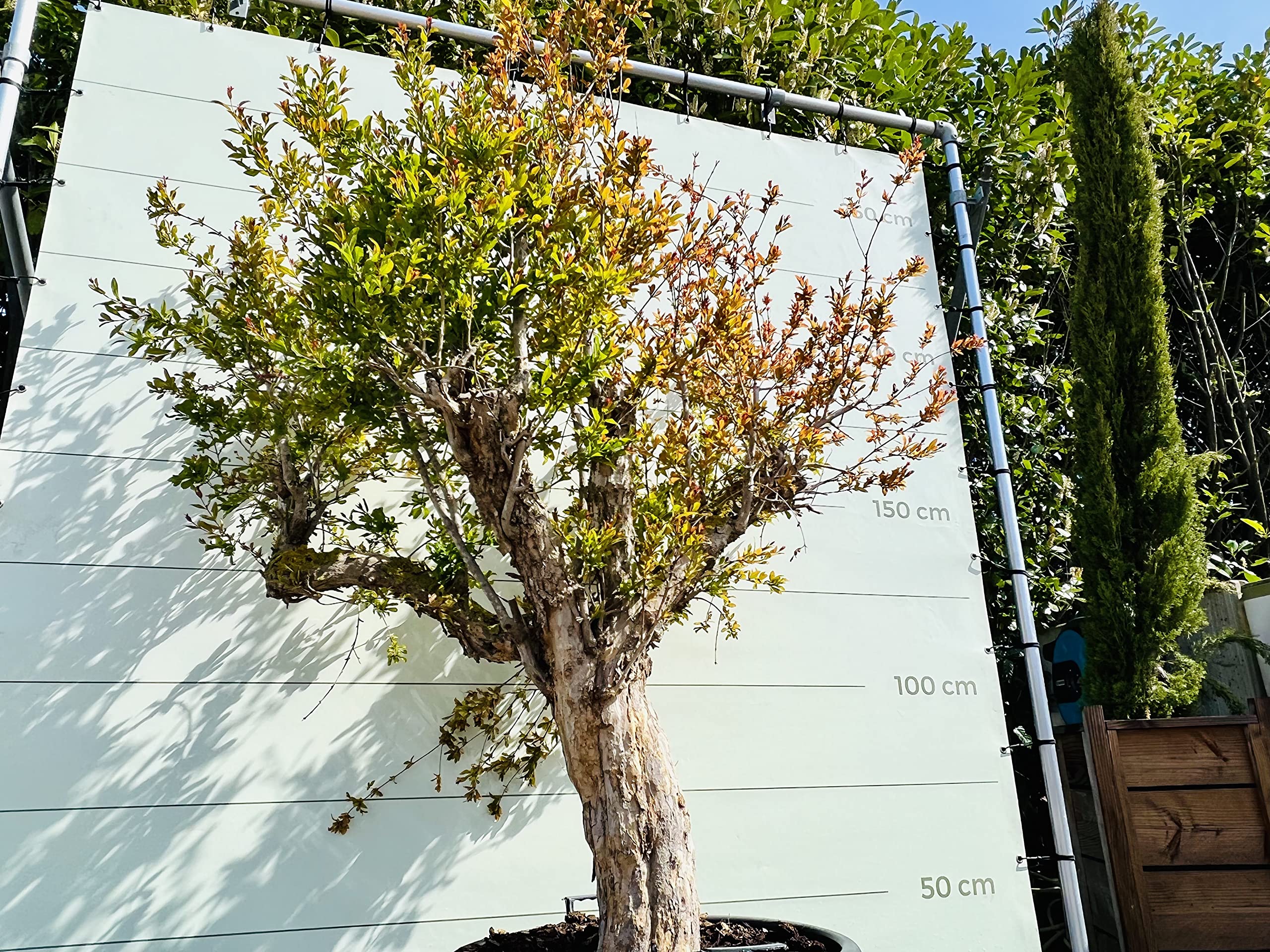 Tropictrees - GRANATAPFEL BAUM GRÖßE XXL, STAMMUMFANG 40-50CM