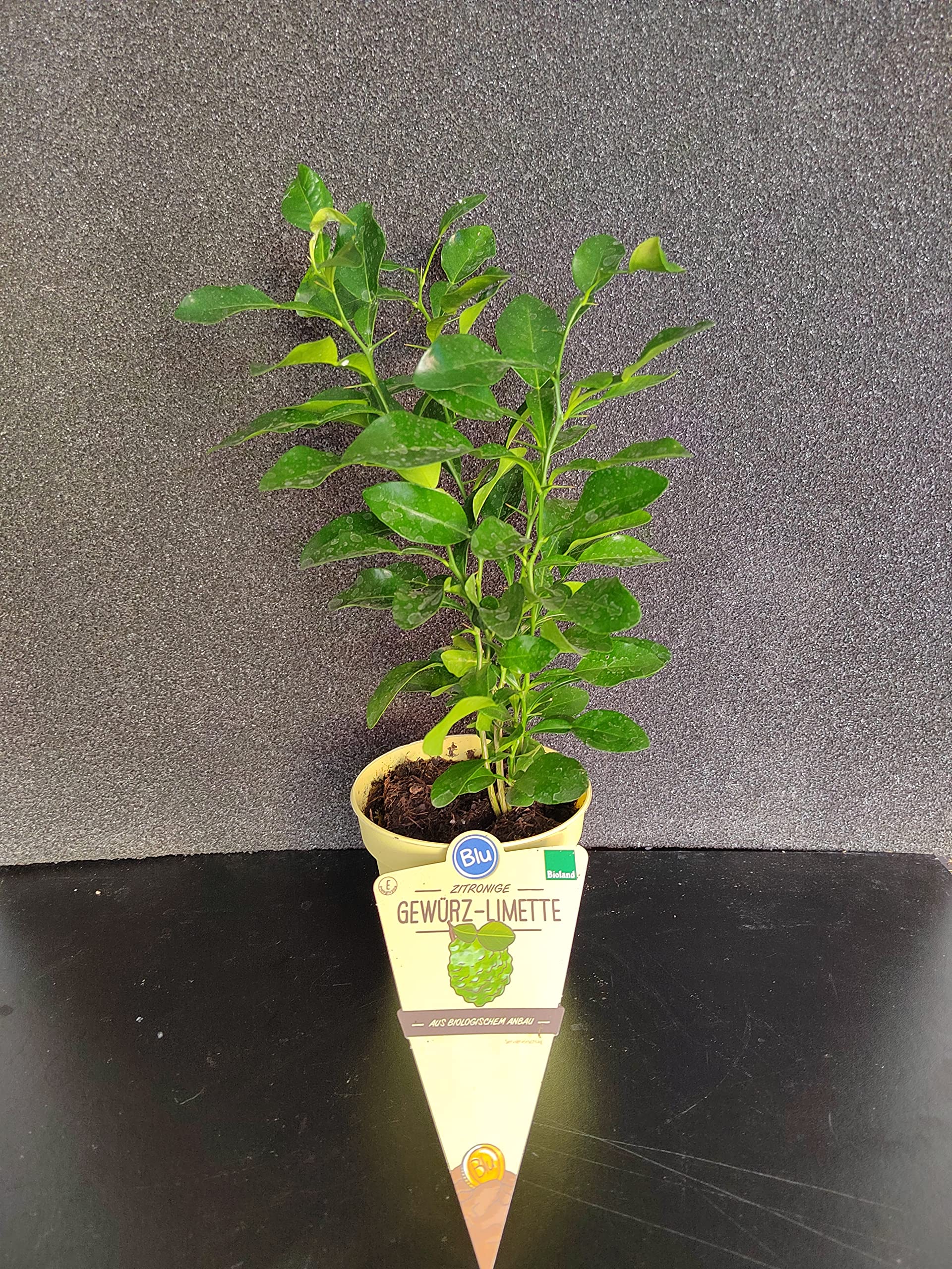 ANGEBOT : Nutzpflanzen/Zimmerpflanzen : Citrus hystrix  Kaffir-Limette/Gewrzlimette Topf mit mehreren Pflanzen ca 20-30 cm :  Amazon.de: Garten