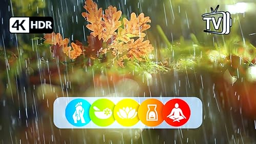Eco Harmony: Rain and Rainforest Symphony for Relaxing Sleep, Study, and White Noise Ambiance For Ta