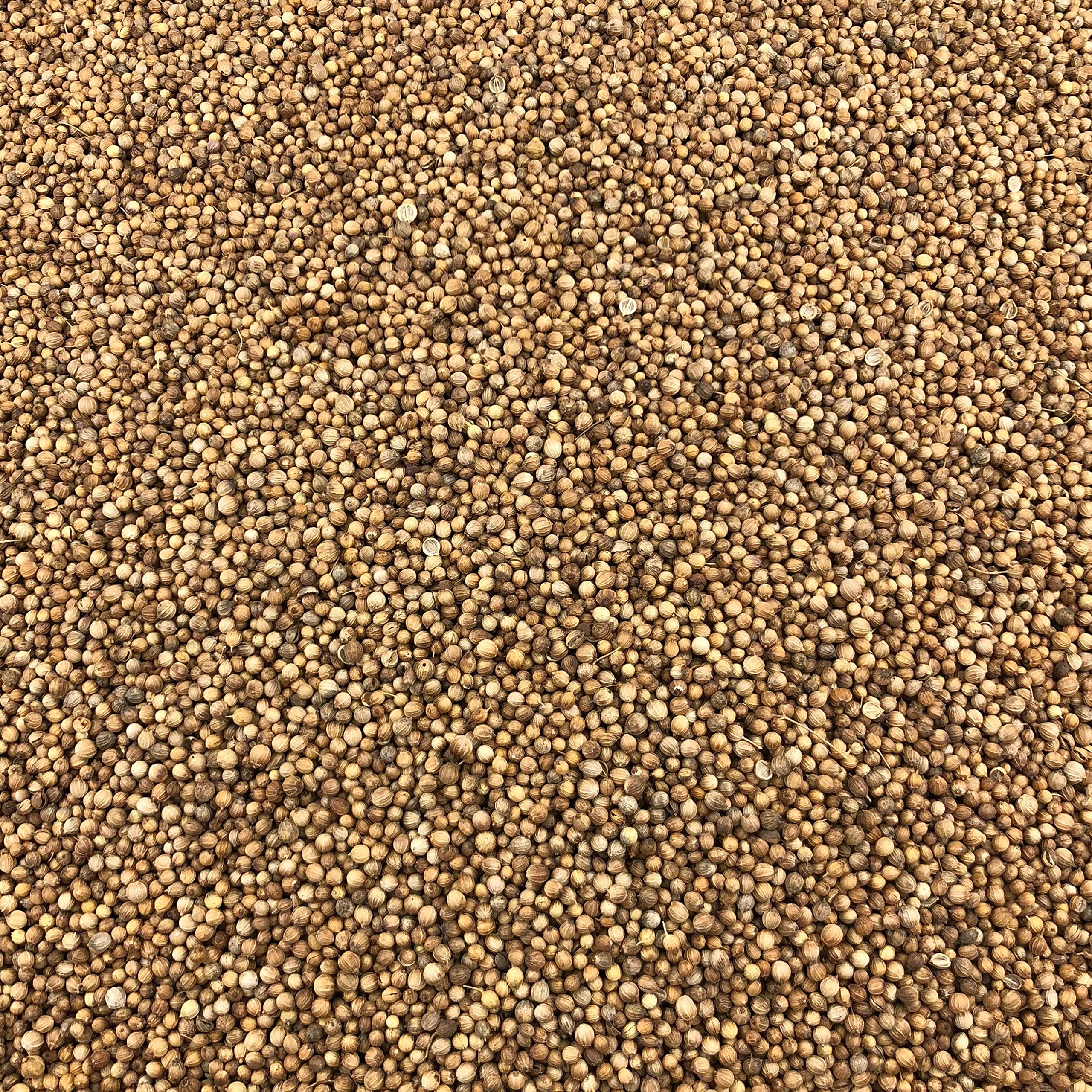 Coriandre Graines Bio en Vrac 1 kg