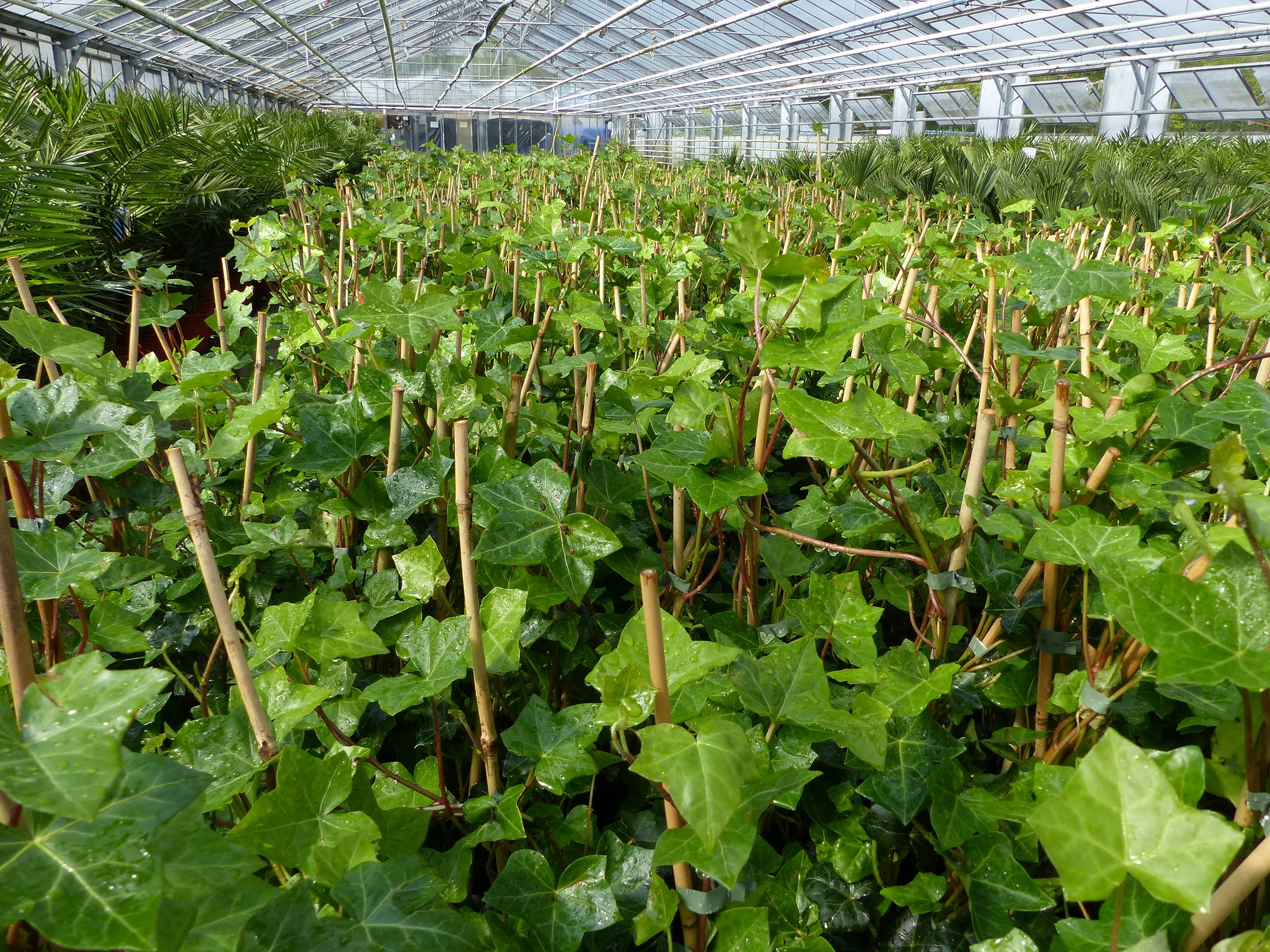 gruenwaren jakubik 10 Stck Efeu Hedera helix 100-120 cm Heckenpflanze  winterhart Kletterpflanze Hecke Sichtschutz blickdicht : Amazon.de: Garten