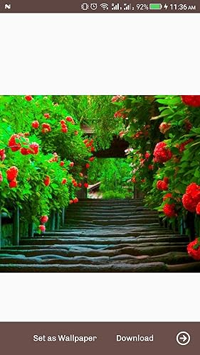 Nature Wallpaper