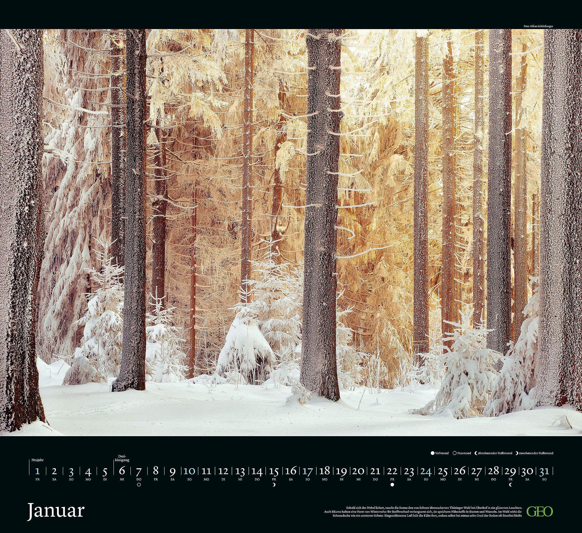 GEO Kalender: Sehnsucht Wald 2027: Wandkalender 60x55 cm mit 12 stimmungsvollen Waldfotografien, deutschem Kalendarium und Spiralbindung
