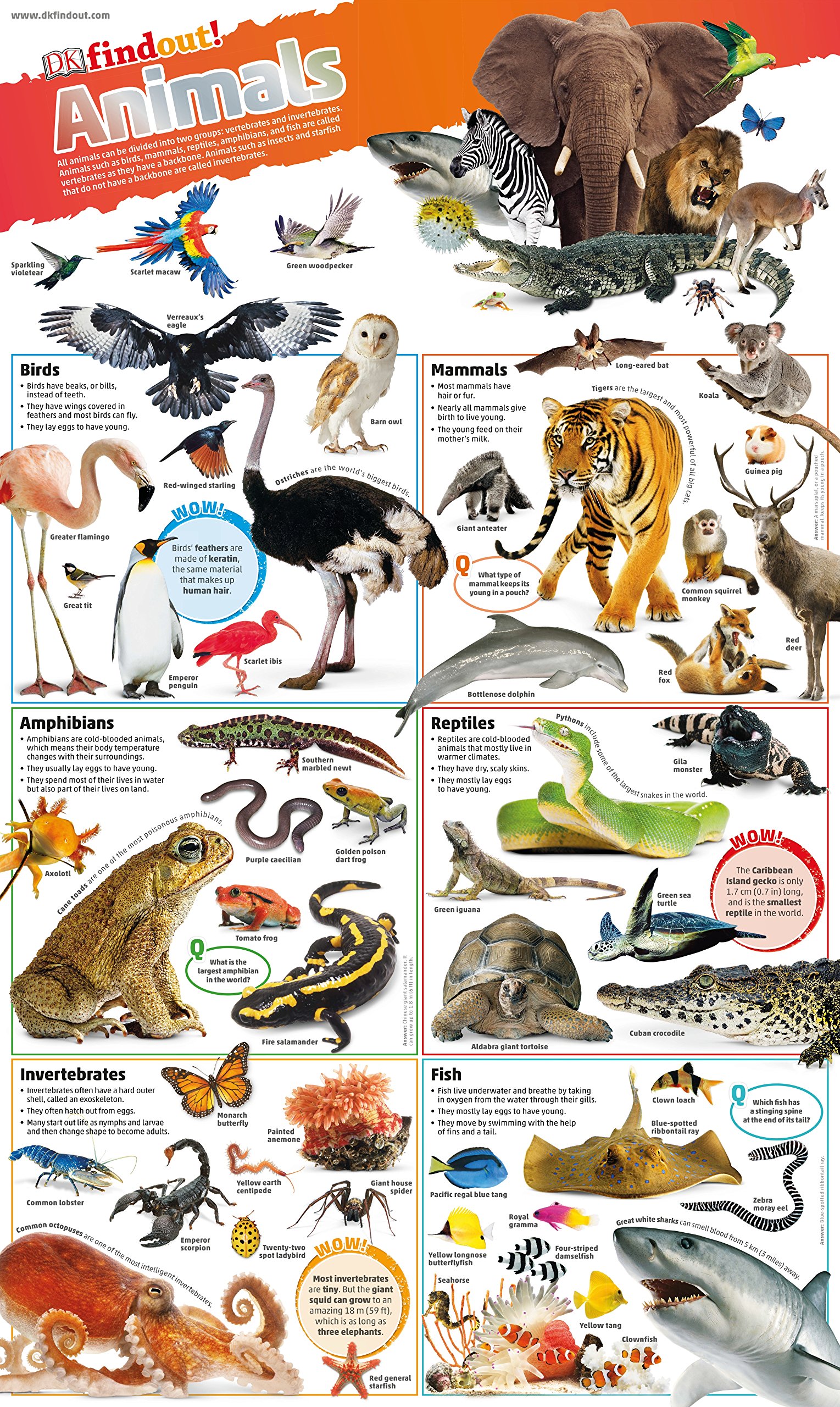 Amazon.com: DKfindout! Animals Poster : Everything Else