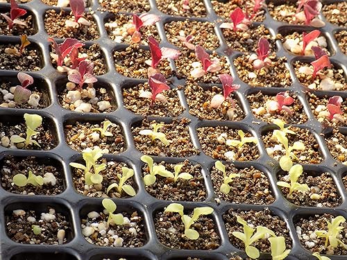 Miniatura 2 de Bootstrap Farmer Bandeja de plántulas de 128 celdas, extra fuerte, paquete de 5 bandejas de cultivo de semillas para iniciar la propagación de