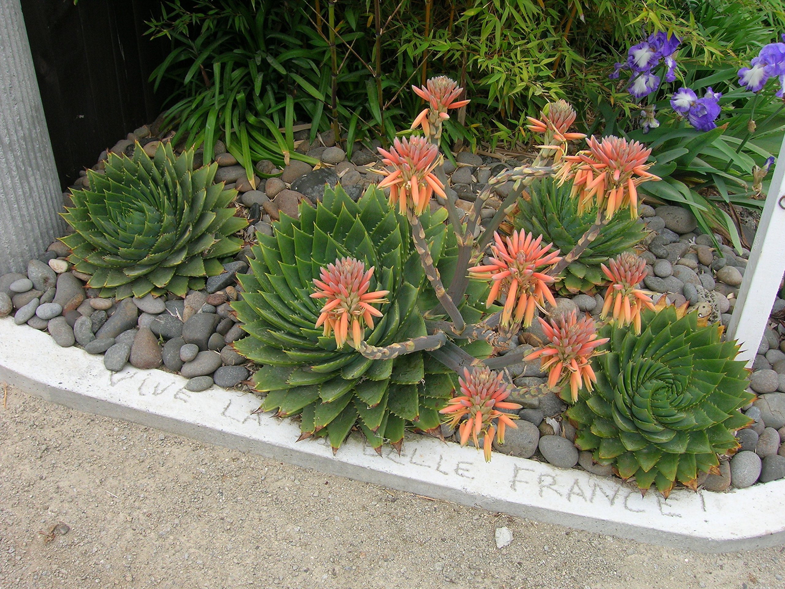 aloe vera matrac Natural matrac (több méretben)