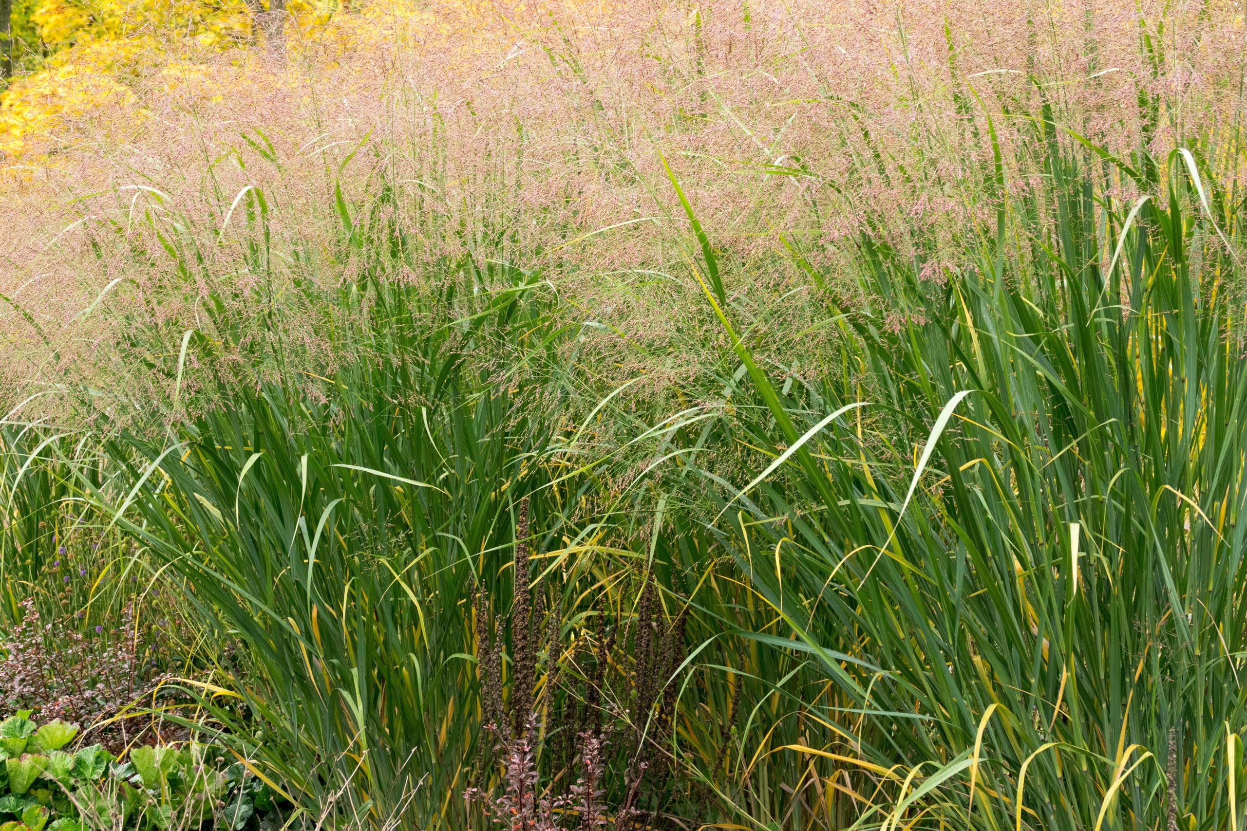 Stauden Gänge 10 x Panicum virgatum 'Thundercloud' Riesen Rutenhirse | Hohes Ziergras für Sonne, Blüte August bis Oktober, mehrjährig, 1 L Topf (11x11 cm)