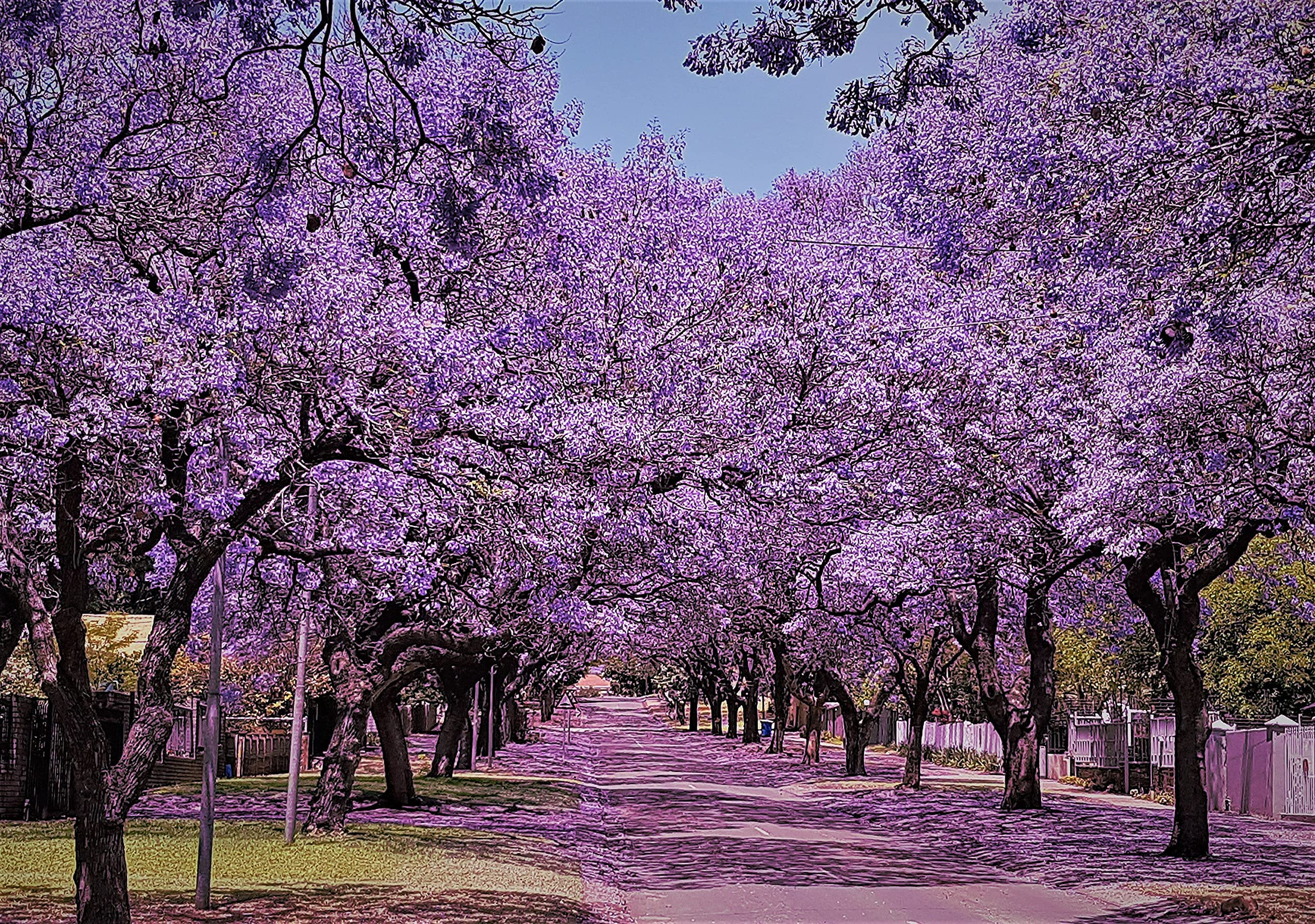 Jacaranda Tree Seeds 100 Seeds Jacaranda Mimosifolia Blue Purple