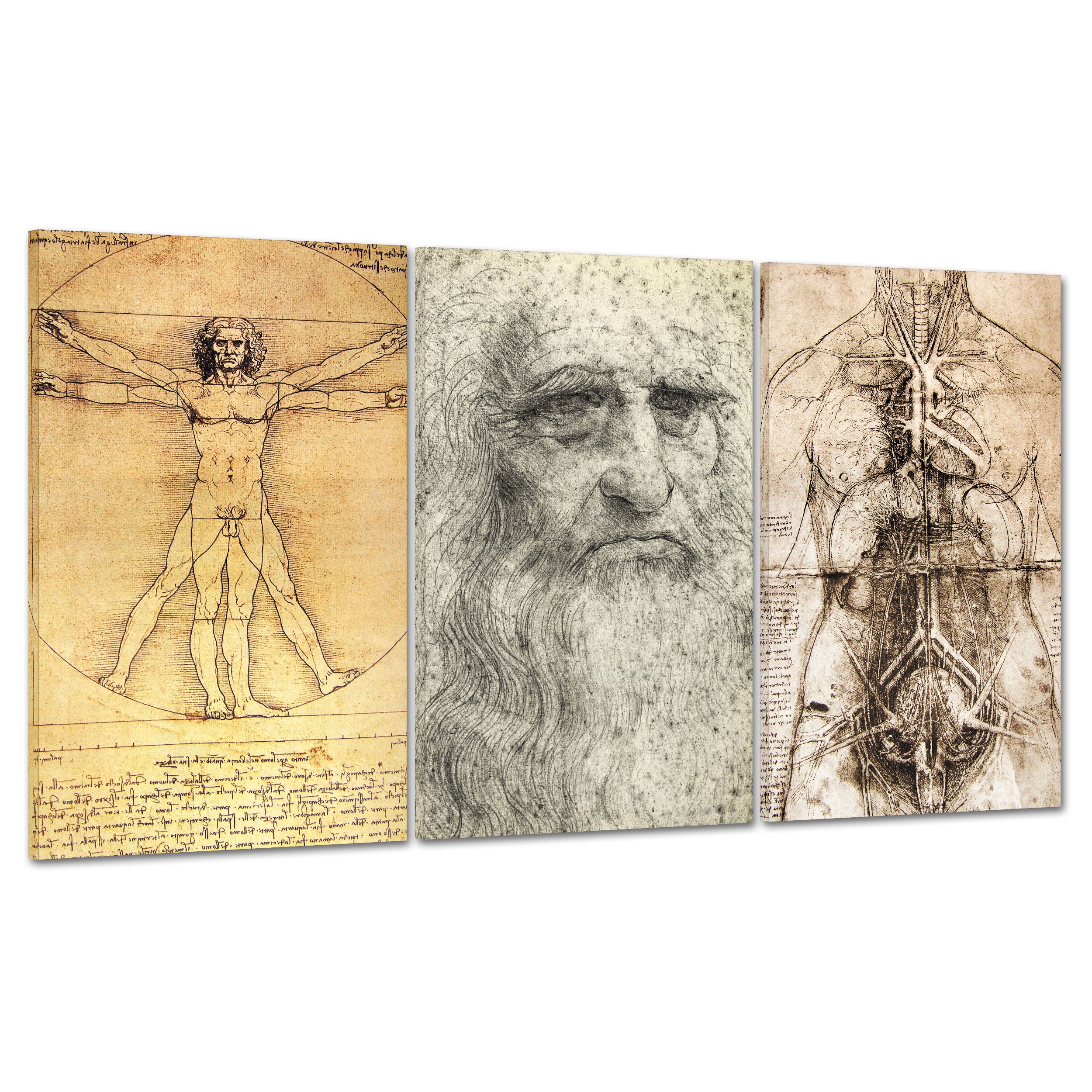 leonardo da vinci the anatomy of man